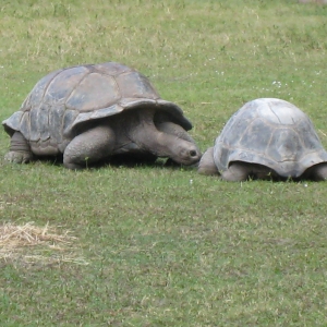 ALDABRA TORTOISES // 12-07-2014