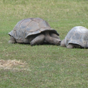 ALDABRA TORTOISES // 12-07-2014