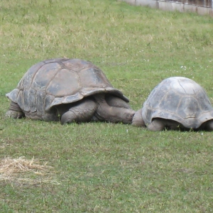 ALDABRA TORTOISES // 12-07-2014