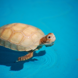 First Swimming Lesson: IT-1