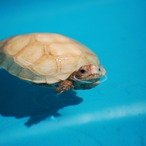 First Swimming Lesson:  IT-1