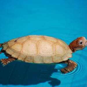 First Swimming Lesson: IT-3