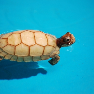 First Swimming Lesson: IT-2