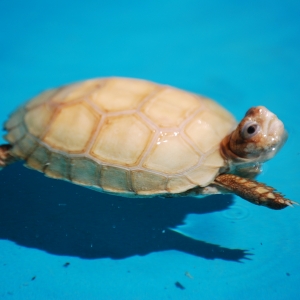 First Swimming Lesson:  IT-1