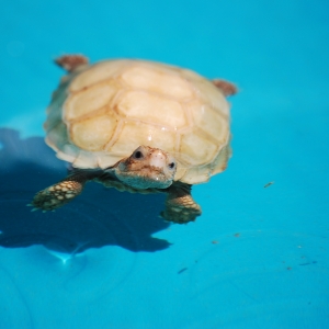 First Swimming Lesson:  IT-1