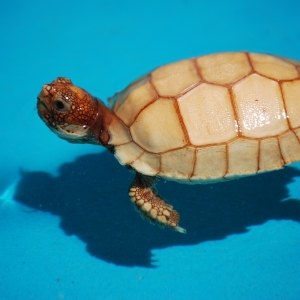 First Swimming Lesson:  IT-2