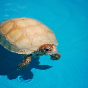 First Swimming Lesson:  IT-1