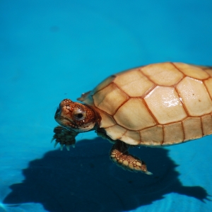 First Swimming Lesson:  IT-2