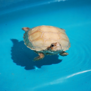 First Swimming Lesson:  IT-1