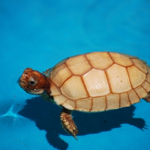 First Swimming Lesson:  IT-2