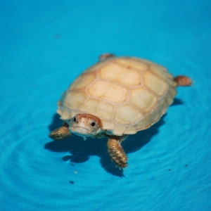 First Swimming Lesson:  IT-1