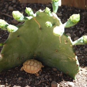 ITs in the cactus garden!