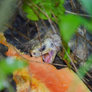 Homeana eating mango