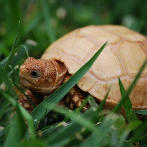 ITs PLAYING IN THE MARSH! 3 MONTHS OLD