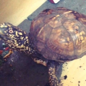 Turtlemancer - YouTube