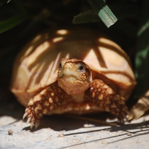 HIDING/BASKING!  IT-1