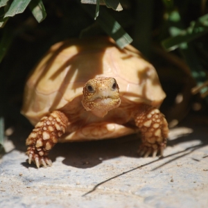 HIDING/BASKING!  IT-3