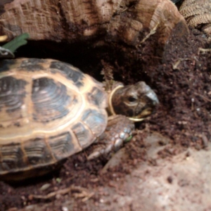 Elmo in his burrow