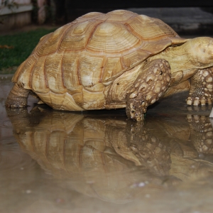 ALADAR ROMPS IN THE RAIN (3 YEARS AGO TODAY)