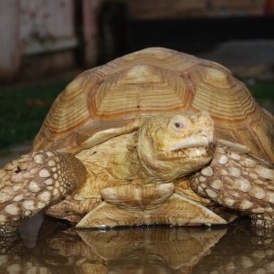 ALADAR ROMPS IN THE RAIN (3 YEARS AGO TODAY)