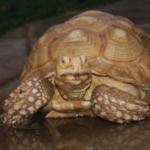 ALADAR ROMPS IN THE RAIN (3 YEARS AGO TODAY)