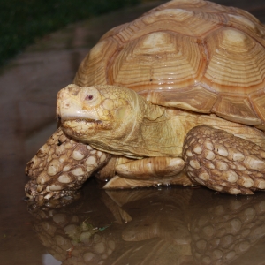 ALADAR ROMPS IN THE RAIN (3 YEARS AGO TODAY)