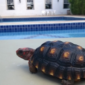 Ao lado da piscina /Relaxing by the pool.