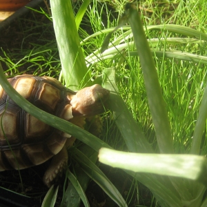 A sunny afternoon snacking-stroll