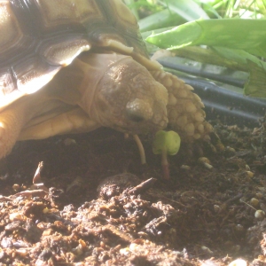 A sunny afternoon snacking-stroll