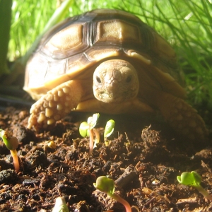 A sunny afternoon snacking-stroll