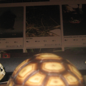 Why you look at other tortoises?