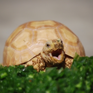 A snack and a yawn!  IT-1