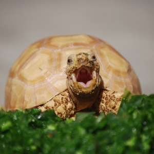 A snack and a yawn!  IT-1