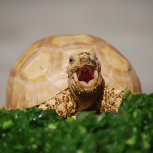 A snack and a yawn!  IT-1