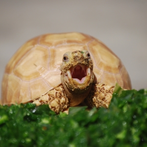 A snack and a yawn!  IT-1