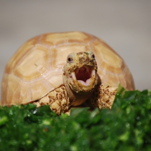 A snack and a yawn!  IT-1