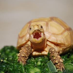 IT-2 Yawning on his Cactus!  31 Jan 2015