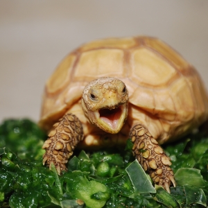 IT-2 Yawning on his Cactus!  31 Jan 2015