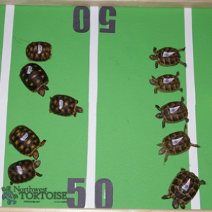 Tortoise Bowl 2015