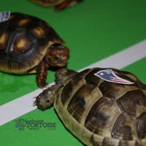 Tortoise Bowl 2015