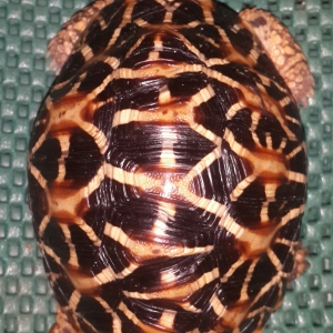 19 scutes indian star