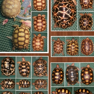 Tortoises Family Photos