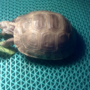 Snowy eating lunch