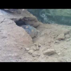 Desert tortoise burrowing - YouTube