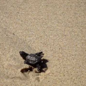 sea turtle going to ocean - YouTube
