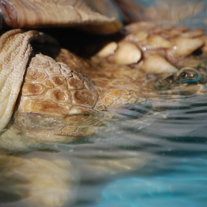 A SOAK AND A DRINK!  MONSTRO!  2015 FEB 09