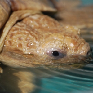 A SOAK AND A DRINK!  MONSTRO!  2015 FEB 09