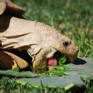 MONSTRO!  eating cactus 2015 Feb 09