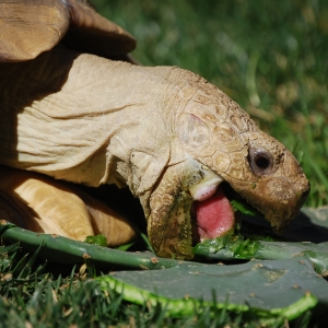 MONSTRO!  eating cactus 2015 Feb 09