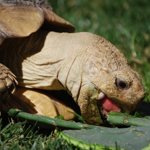 MONSTRO!  eating cactus 2015 Feb 09